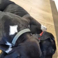 Photo of Loki   8 Week Old Staffy X (On Trial)