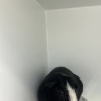 Photo of Oreo
