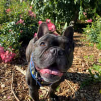 Photo of Vintage Wensleydale