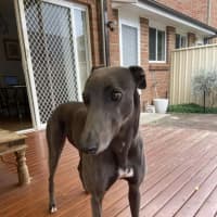 Photo of Appy, The Rescue Greyhound