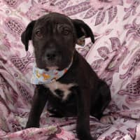 Photo of Nellie