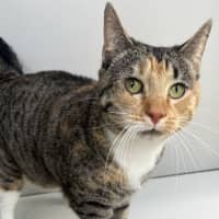 Photo of Cleopatra