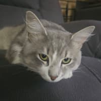 Photo of Bellamy