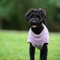 Photo of Rex