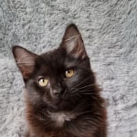 Photo of Athena