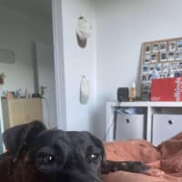 Photo of Caesar   1 Year Old Mastiff X