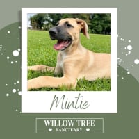 Photo of Mintie 