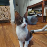 Photo of Moxie