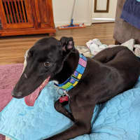 Photo of Angie, The Greyhound