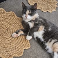 Photo of Odina 