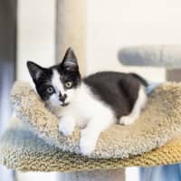 Photo of Maverick