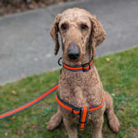 Photo of Wyatt
