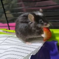 Photo of Anise