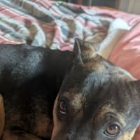 Photo of Shadow