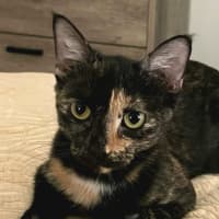 Photo of Tawny