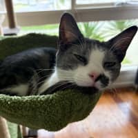 Photo of Comet *9 Lives Project Rescue*