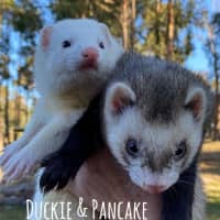 Photo of Pancake & Duckie