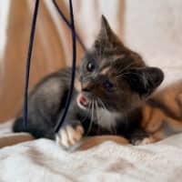 Photo of Cookie   In Foster Care In Bentleigh East