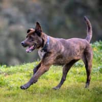 Photo of Bear