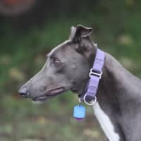 Photo of Max