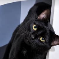 Photo of Disco