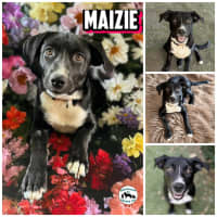 Photo of Maize