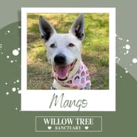 Photo of Mango