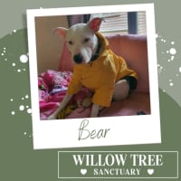 Photo of Bear