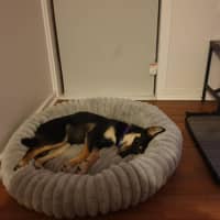 Photo of Ally   6 Month Old Kelpie X