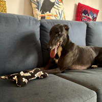 Photo of Rowdy, The Gentle Greyhound