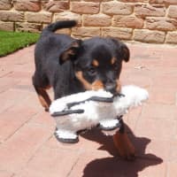 Photo of Cinder