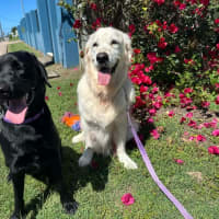 Photo of Zeus   1 Year Old Labrador