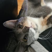 Photo of Miss Muppet