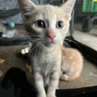 Photo of Simba