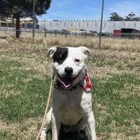 Photo of Captain Feathersword