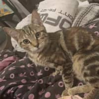 Photo of Luna & Jinx 