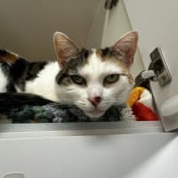 Photo of Dotti