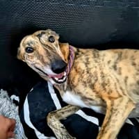 Photo of Fruity, The Tiny Greyhound
