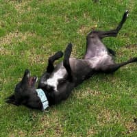 Photo of Nibbler The Greyhound