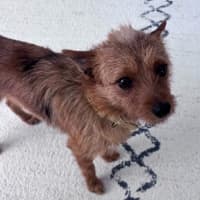 Photo of Foxie   9 Month Old Terrier 