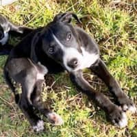 Photo of Cody 😎 8 Month Old Male Mixed Breed