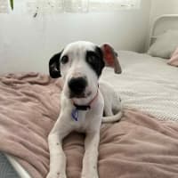 Photo of Winnie   4 Month Old Mixed Breed