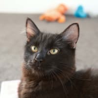 Photo of Tippa & Sooty   7 Month Old Domestic Medium Hair