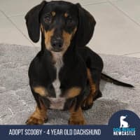 Photo of Scooby   4 Year Old Miniature Dachshund