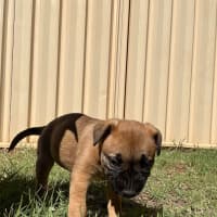 Photo of Pippin