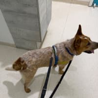Photo of Tucker