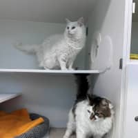 Photo of Molly (Bonded To Bella)