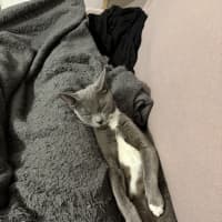 Photo of Havarti