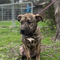 Photo of Sargent Stripes