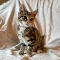 Photo of Cupcake   In Foster Care In Fitzroy North